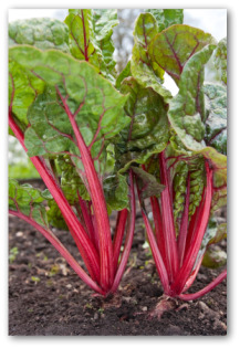 swiss chard growing in a garden