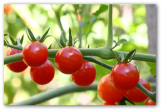 growing tomatoes