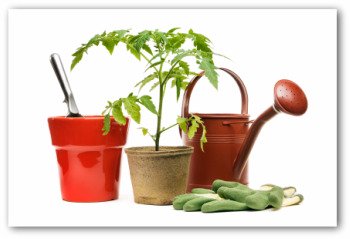 tomato plant with gardening gloves and a trowel