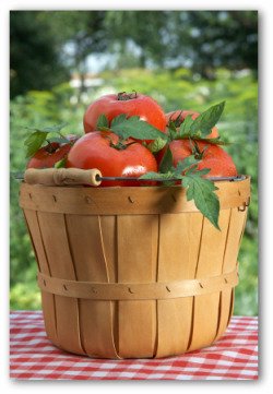 basket of fresh tomatoes