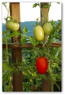 roma tomato plant in a pot
