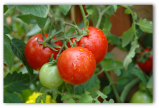 fresh tomatoes growing