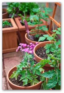 potted vegetables
