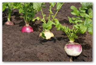 turnips growing in the ground