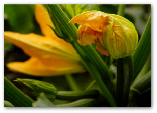 growing zucchini