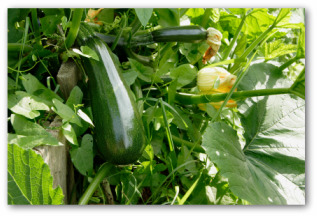 zucchini plant growing in a garden