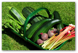 assortment of vegetables fresh picked from the garden