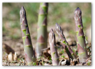 fresh asparagus growing out of the ground