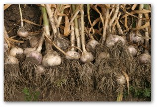 garlic freshly picked from the garden