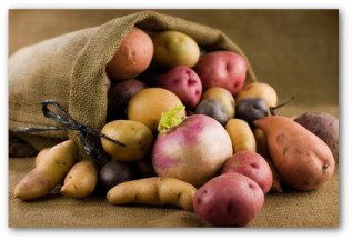 harvesting potatoes