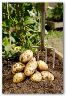 potatoes freshly dug up from the garden