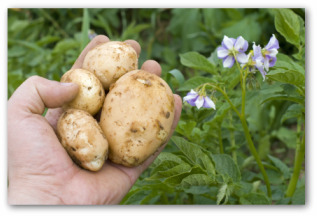 fresh potatoes and flowering potato plant