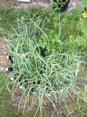  Shallots Growing in Recycled Tire Container Garden