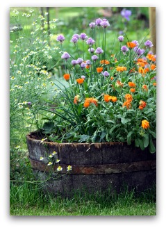 herb garden growing in barrel