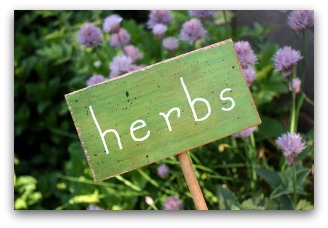growing herbs in containers