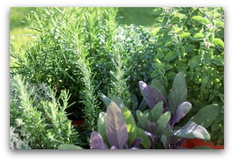 potted herb garden idea