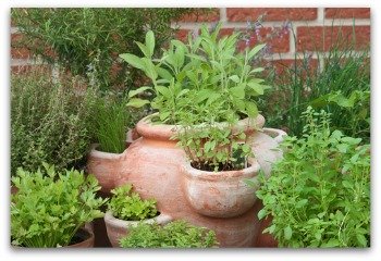 herb gardening in clay pots