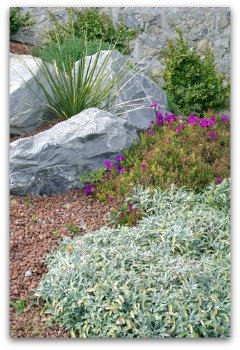 growing herbs in a beautiful rock garden