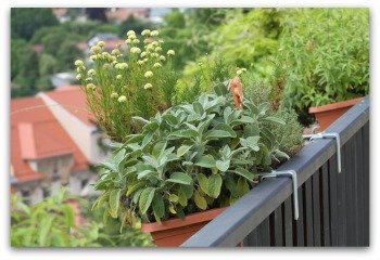 growing herbs in a balcony container garden