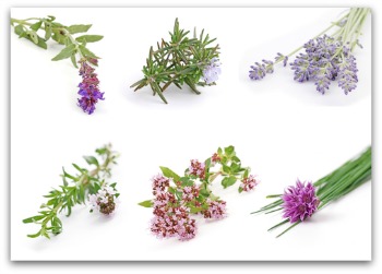 herb blossom examples