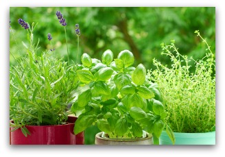 potted outdoor herb garden