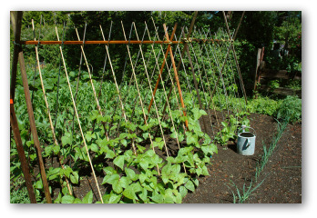 green beans planted in the ground with a trellis made above them