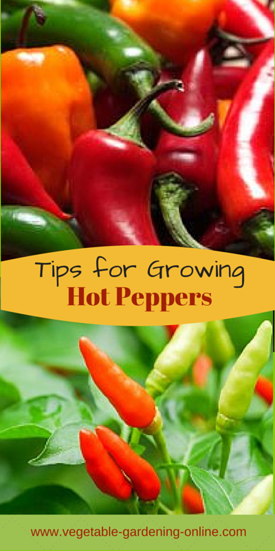 tips for growing hot peppers