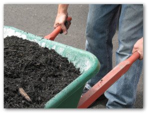 using aged-manure to fertilize vegetable garden