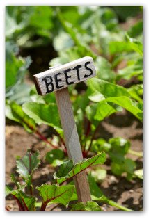 beet sign and plants