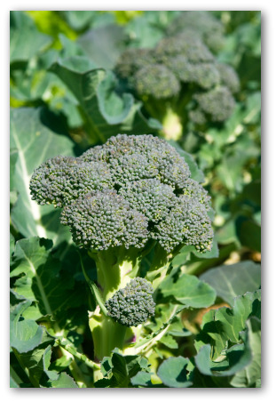 fresh broccoli spear growing in a garden