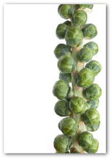fresh brussel sprout stalk