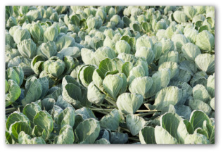 brussel sprout plants growing in the ground