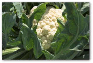 how to grow cauliflower