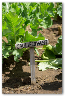 cauliflower sign and plants in a garden