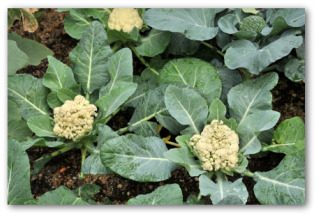 cauliflower plants growing in the ground