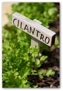 how to grow cilantro