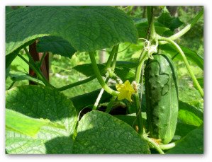 cucumber plant growing in a garden
