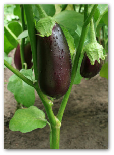 eggplant growing on the plant