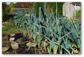 leeks growing in the ground