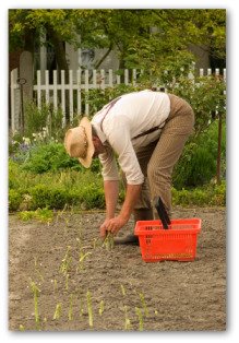 gardener planting an asparagus bed in the ground