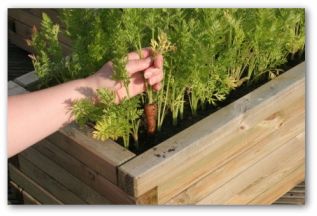 carrots growing in a raised bed garden