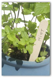 indoor container gardening