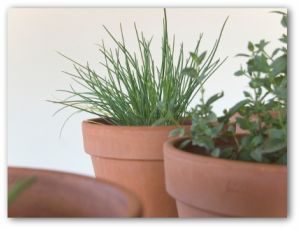 indoor herbs planted in pots