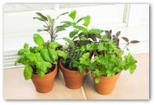 Indoor vegetable gardening