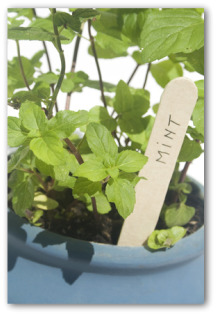 indoor vegetable gardening