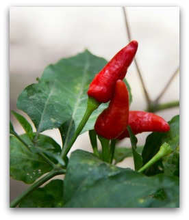 Ripe Red Jalapeno Peppers