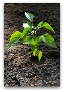 baby pepper plant growing in garden