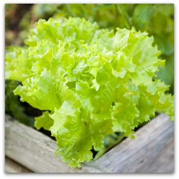 beautiful closeup of lettuce plants ready for transplant