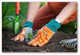 gardener patting the soil around a plant that they just planted