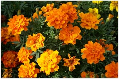 companion planting of vegetables with marigolds